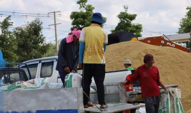 ชาวนาศรีสะเกษ ปลื้ม..! "โรงสีสหกรณ์ฯ" รับซื้อข้าวเปลือกสดที่ 11.65 บาท/กก.