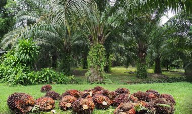 APO โชว์กลยุทธ์บริหารซัพพลาย ดันรายได้ธุรกิจน้ำมันปาล์มดิบ 9 เดือน กำไรสุทธิ 111.93 ล้านบาท