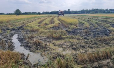 ชาวนาโคราชเร่งเก็บเกี่ยวข้าวนาปีขาย เศร้าอดทำนาปรังเขื่อนลำตะคองเหลือน้ำน้อย