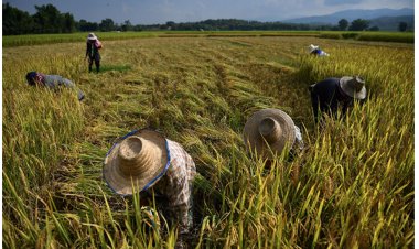 “ไร่ละพัน”สะดุดมติครม.เก่า อัดฉีดสินเชื่อ 5.9 หมื่นล้านแก้ปัญหา