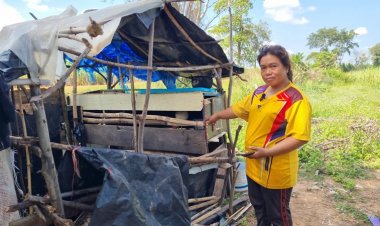 ชาวบ้านที่บุรีรัมย์เชื่อกระสืออาละวาดกินไก่เลี้ยงไว้ตายยกเล้า