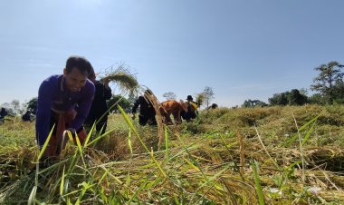 วัดหนองยายเทียมโคราช นำชาวบ้านรำเคียวเกี่ยวนาบุญ ไว้แจกจ่ายผู้ยากไร้