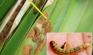 โรคและแมลงศัตรูมะพร้าวระบาด  คาดผลผลิตปี'68 มีแนวโน้มลดลง