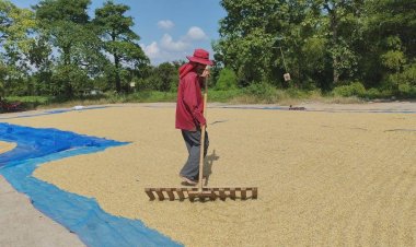 ทุกข์ชาวนาโคราชไม่มีที่ตากข้าวต้องไปขอตากบริเวณที่จอดรถนักท่องเที่ยว