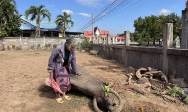 “ยายงอบ”!ควายแสนรู้ลาโลกเจ้าของทำพิธีฝังด้วยความอาลัย