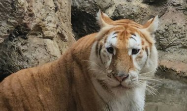 เชียงใหม่ไนท์ซาฟารีคึกคักแห่ชมความน่ารักซุปตาร์ "น้องเอวา"  เสือโคร่งหน้าแบ๊ว