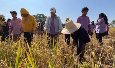 ลงแขกเกี่ยวข้าว สร้างทักษะชีวิตให้กับนักเรียน ผลผลิตที่ได้เป็นอาหารกลางวัน