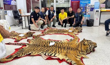 บุกจับแก๊งค้าซากเสือโคร่งผืนเบ้อเร่อกลางเมืองนนท์โพสต์ขายผ่านโซเชียล