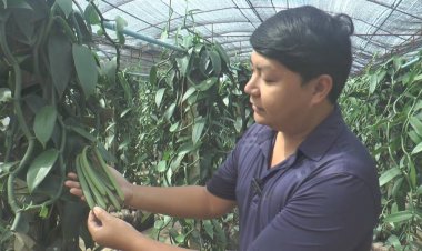 หนุ่มโคราชเปลี่ยนแปลงเบญจมาศหันมาปลูกวนิลาสร้างรายได้งาม