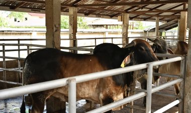 กรมปศุสัตว์คุมเข้มห้ามใช้สารเร่งเนื้อแดงผลิตโคขุน