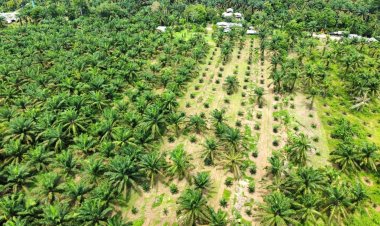 กรมวิชาการเกษตรเร่งแก้ปัญหาโรคลำต้นเน่าปาล์มน้ำมัน