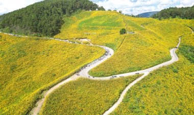 นทท.แห่ทุ่งดอกบัวตองบานสะพรั่งเหลืองอร่ามรับหน้าหนาวบนดอยแม่อูคอ