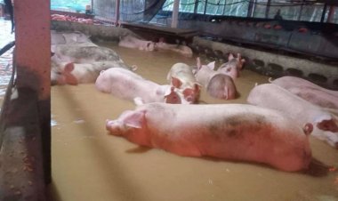 น้ำท่วมสงขลา ฟาร์มหมูอ่วมลอยคอเกือบ 500 ตัว รอความช่วยเหลือ