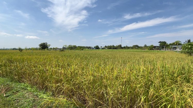 ชาวนาขอนแก่นวอนรัฐบาลเร่งจ่ายเงินชดเชยเหตุเข้าฤดูเก็บเกี่ยวผลผลิตแล้ว