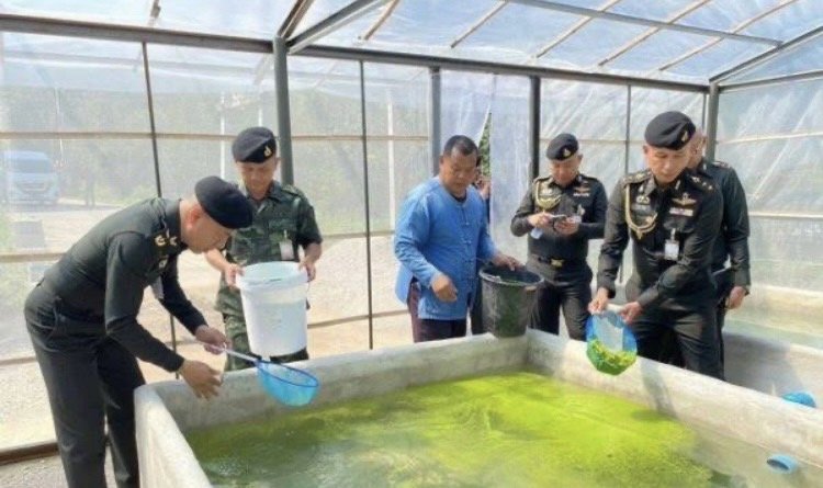 ทหารพันธุ์ดีลำปางนำร่องเลี้ยงไข่ผำ สุดยอดโปรตีน สร้างรายได้งาม