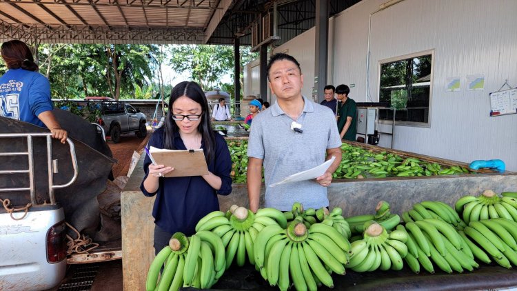 เดินหน้าดันกล้วยหอมสู่ตลาดญี่ปุ่น ความต้องการกว่า 5,000 ตัน/ปี