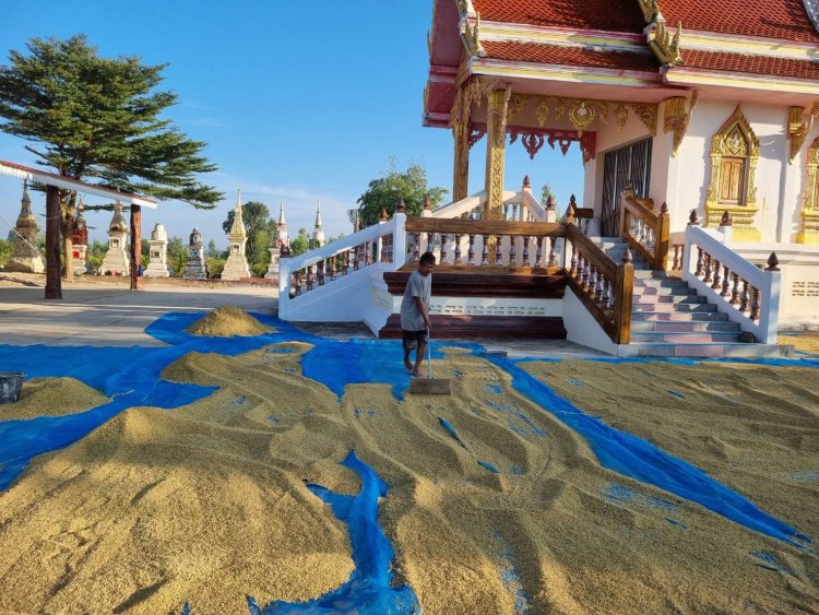 ชาวนาศรีสะเกษตากข้าวให้ผีเฝ้าข้างเมรุวัด เชื่อปลอดภัยข้าวไม่หายอันตรายไม่มี