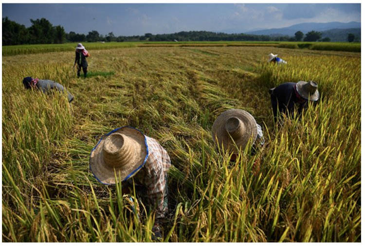 “ไร่ละพัน”สะดุดมติครม.เก่า อัดฉีดสินเชื่อ 5.9 หมื่นล้านแก้ปัญหา