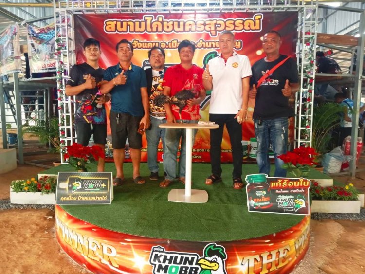 อำนาจเจริญคึกคัก เชียนไก่ชนแห่นำไก่ประลองฝีมือที่สนามชนไก่แห่งใหม่ที่สนามบ้านวังแคน
