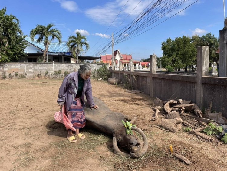 “ยายงอบ”!ควายแสนรู้ลาโลกเจ้าของทำพิธีฝังด้วยความอาลัย