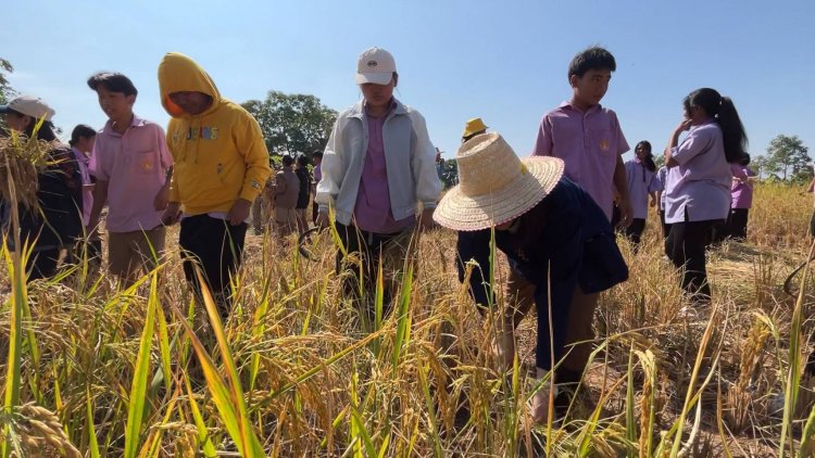 ลงแขกเกี่ยวข้าว สร้างทักษะชีวิตให้กับนักเรียน ผลผลิตที่ได้เป็นอาหารกลางวัน