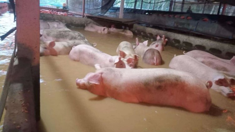 น้ำท่วมสงขลา ฟาร์มหมูอ่วมลอยคอเกือบ 500 ตัว รอความช่วยเหลือ