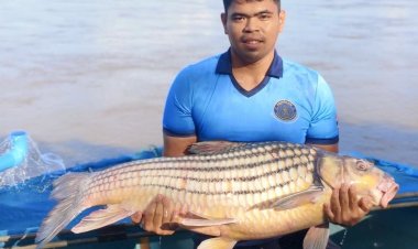 เร่งขยายสายพันธุ์ปลายี่สกอนุรักษ์-ฟื้นฟูพันธุ์ปลาไทยให้ยั่งยืน