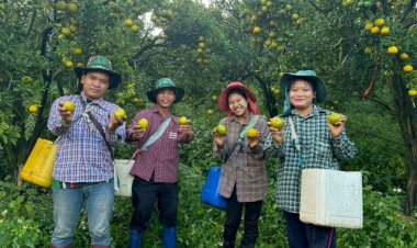 โก โฮลเซลล์ เปิดฤดูกาลส้มสายน้ำผึ้งฝาง ช่วยเกษตรกรสร้างรายได้