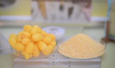 โอกาสทองเกษตรกรผู้ปลูกหม่อนเลี้ยงไหมญี่ปุ่นต้องการรังไหมทองไทยไม่อั้น