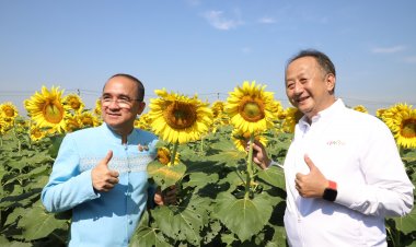 เริ่มแล้ว!เทศกาล“ ทานตะวันบานสะพรั่งทั่วระแหง ครั้งที่ 5 ”รับลมหนาว