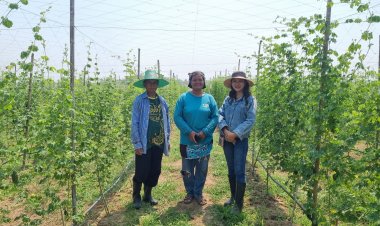 กลุ่มชาววังปราจีนฯแหล่งปลูกมะระขี้นกอินทรีย์ สินค้าเกษตรมูลค่าสูง