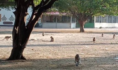 อุทัยธานีอากาศหนาวเย็นฝูงลิงแสมวัดเขาปฐวีพากันออกจากถ้ำผิงแดด