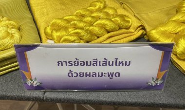 นักวิจัยโคราชค้นพบเคล็ดลับใช้ลูก “มะพูด”ย้อมเส้นไหมสีเหลืองทองอร่ามเพิ่มมูลค่า