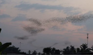 นทท.แห่ดูฝูงค้างคาวนับล้านตัวบินออกจากถ้ำทอดยาวเป็นกิโลนานเกือบชม.