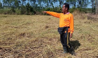 โขลงช้างป่าอ่างไนยกฝูงลงกินข้าวเกลี้ยงครึ่งแปลงหลังเจ้าของกลับบ้านนอน