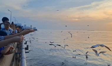 วันหยุดสุดสัปดาห์ฮิตเที่ยวดูนกนางนวลสถานตากอาหารบางปูโฉบกินกากหมู