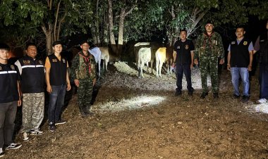 ทหาร ฉก.ราชมนู สกัดจับกุมลอบนำเข้าโค ผิดกฎหมาย 18 ตัว