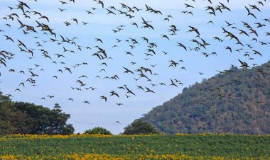 ตื่นตา!ฝูงนกแขกเต้านับหมื่นตัวบินมากินเมล็ดดอกทานตะวันไร่มณีศรเขาใหญ่