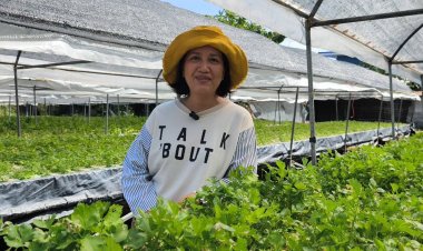 อากาศเย็นส่งผลดีต่อชาวสวนปลูกผักไฮโดรโปนิกส์โตเร็ว ขายดีรายได้นับแสน