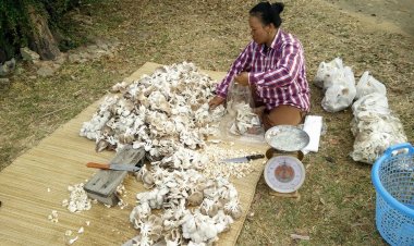 เปิดตัว “เห็ดภูฏาน" ลูกผสมสายพันธุ์ใหม่เห็ดยอดนิยม เพิ่มทางเลือกให้เกษตรกร