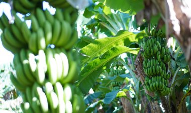 "กล้วยหอมคาเวนดิช" พืชอนาคตไกล ปลูกไม่พอบริโภคและส่งออก