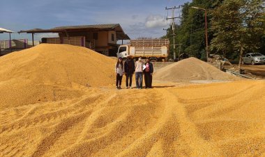 สศก. วาง 5 มาตรการช่วยเหลือเกษตรกรผู้ผลิตข้าวโพดเลี้ยงสัตว์