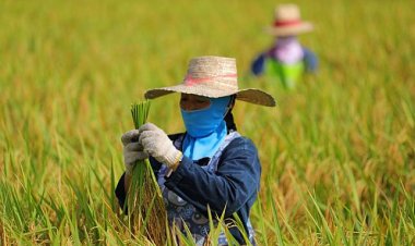 รัฐบาลย้ำ 16 ธันวาฯโอนเงินเข้าบัญชีช่วยเหลือชาวนาไร่ละ 1 พัน แนะเกษตรกรเช็กสถานะ