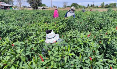 เกษตรกรปลูกพริกยโสธรโอดราคาตกต่ำ หน้าสวนเหลือ กก.ละ17 บาท