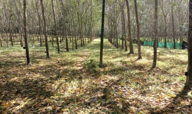 ชาวสวนใต้แห่โค่นต้นยางทิ้ง ปลูก “ปาล์มน้ำมัน ทุเรียน”หลังราคาตกต่ำ