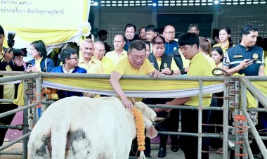 ไถ่ชีวิตโค “โครงการธนาคารโค-กระบือ"ช่วยเกษตรกรประสบภัยน้ำท่วมสุราษฎร์ธานี