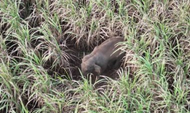 เตือนภัยชาวสนามชัยเขต! พบช้างป่าเคยทำร้ายคนเสียชีวิตโผล่ไร่อ้อยหวั่นเกิดเหตุซ้ำรอย