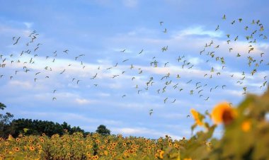 ตื่นตาตื่นใจ!นกแขกเต้านับหมื่นโบยบินจิกกินเมล็ดทานตะวันที่ไร่โคราช