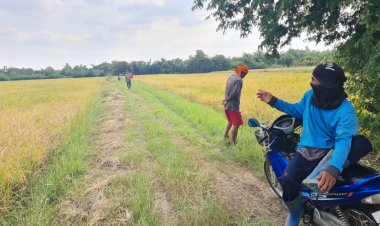 ชาวนาโคราชอ้อนอยากให้รัฐบาลจ่ายคนละ 20 ไร่หลังต้นทุนทำนาเพิ่มสูงขึ้น