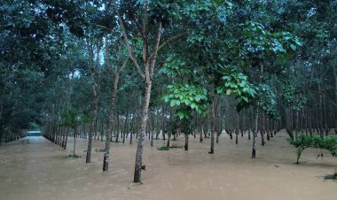 น้ำท่วมใต้จมสวนยางกว่า 5 ล้านไร่ คาดผลผลิตจากท้องตลาดหาย 1.4 แสนตัน